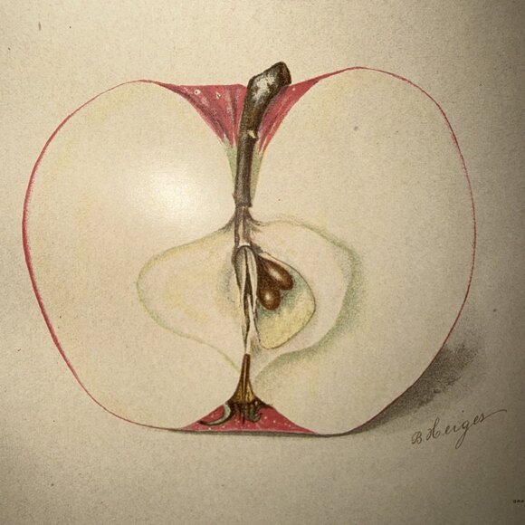 Stayman Winesap Apple 1902 Antique USDA Fruit Lithograph Print Framed Botanical - Picture 8 of 16